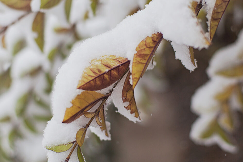 closeup of leaves weighted down by snow
